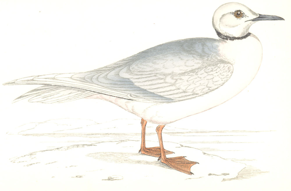 BIRDS. Rosss Gull. Found in Europe. Canada (Morris) 1865 old antique print